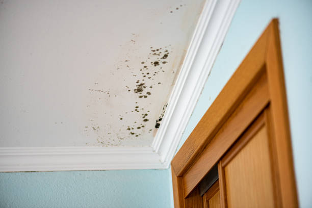 Best Mold Removal and Inspection  in Fairview, CA