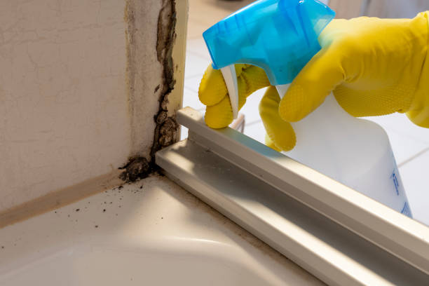 Best Toxic Mold Removal  in Fairview, CA
