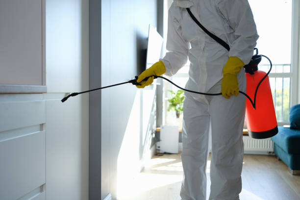 Best Mold Remediation  in Fairview, CA