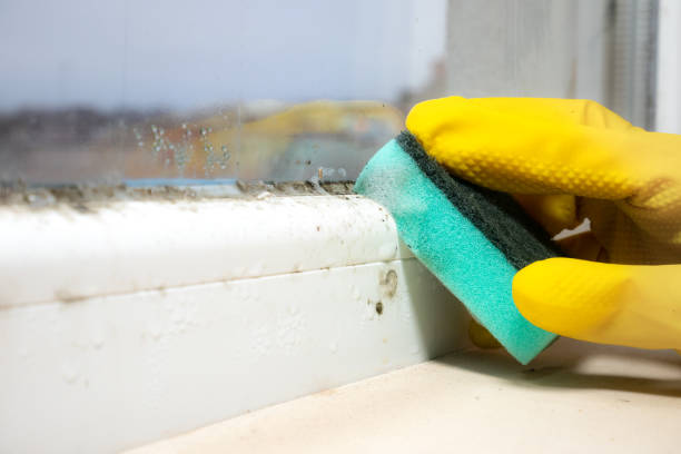 Best Same-Day Mold Removal  in Fairview, CA