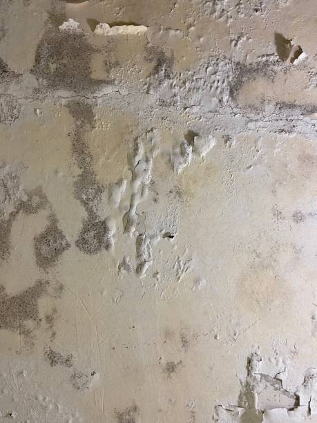 Best Mold Testing  in Fairview, CA