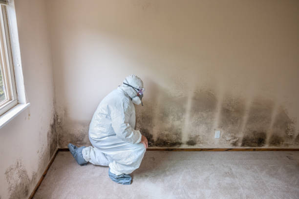 Best Mold Testing  in Fairview, CA