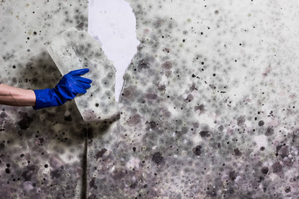 Best Mold Damage Repair  in Fairview, CA