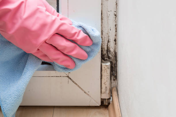 Best Fast Mold Removal  in Fairview, CA