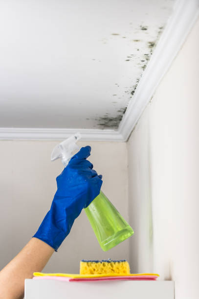 Mold Removal and Inspection in Fairview, CA