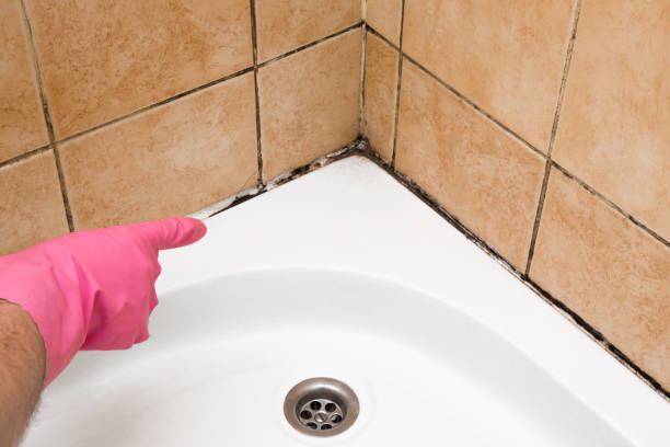 Home Mold Removal in Fairview, CA