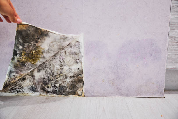 Best Mold Remediation  in Fairview, CA